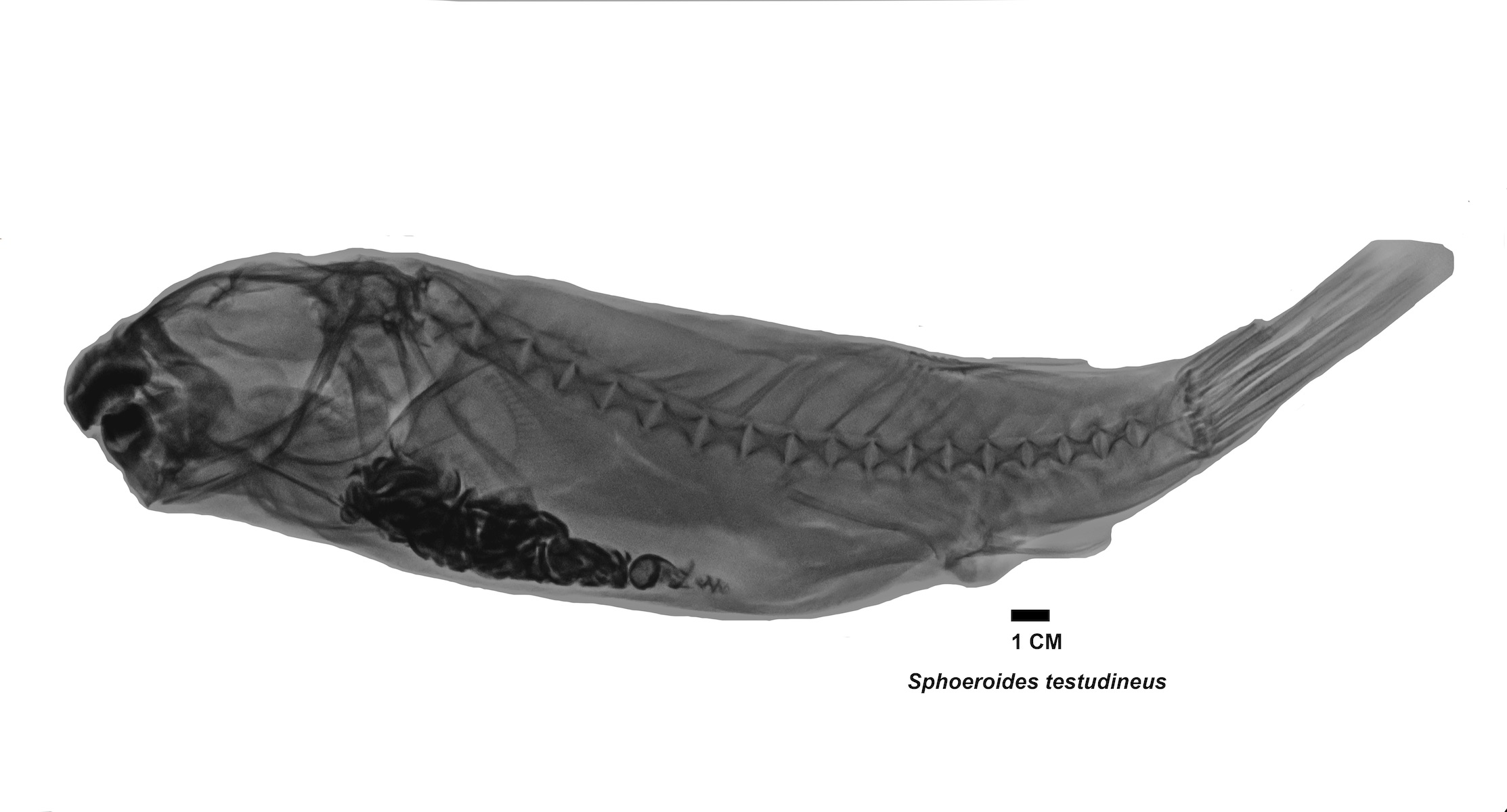 Radiografía especie